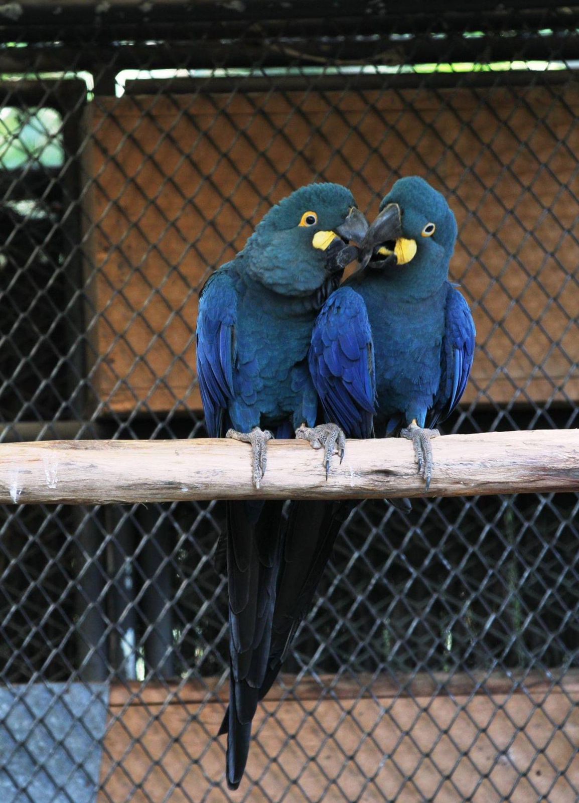 Parrot